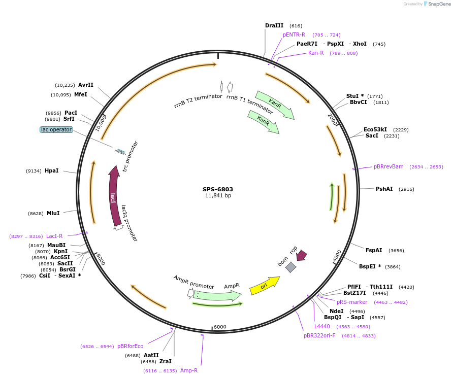 80458-plasmid-map-sequence-id-151488