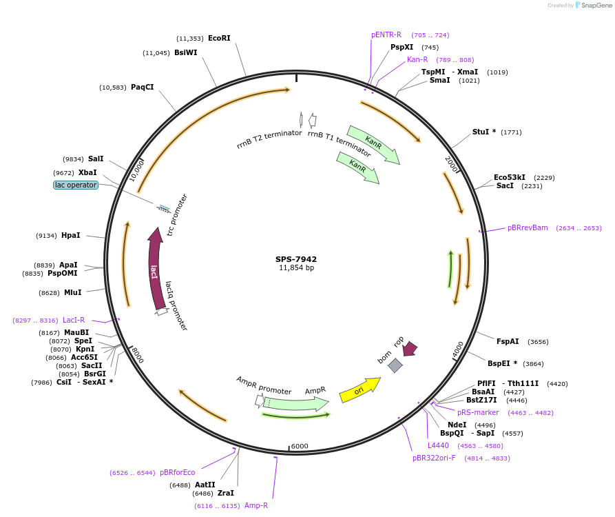 80459-plasmid-map-sequence-id-151489
