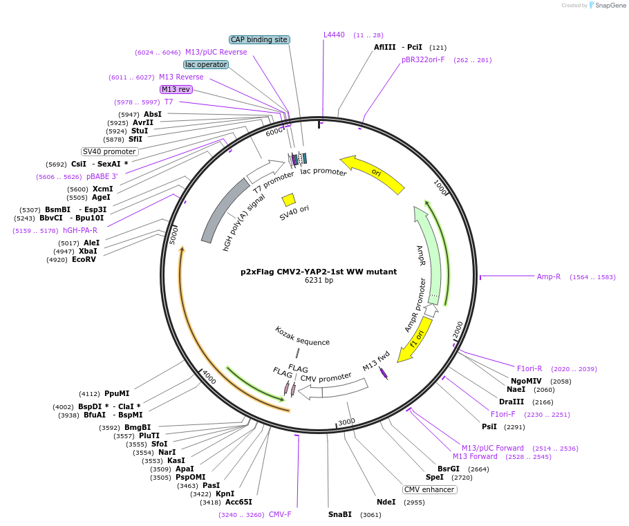 19046-plasmid-map-sequence-id-151511