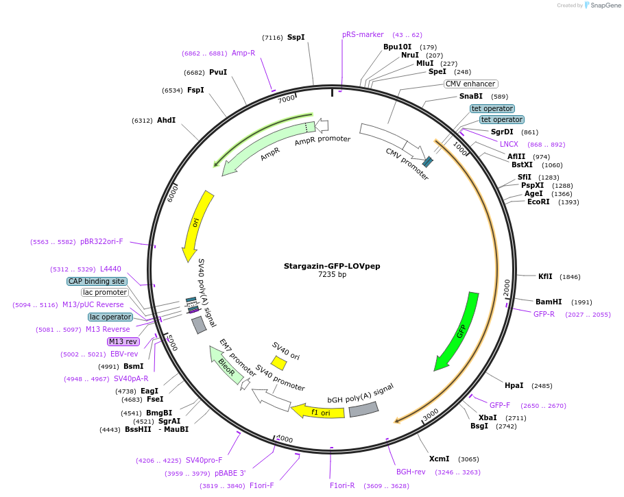 80406-plasmid-map-sequence-id-151512