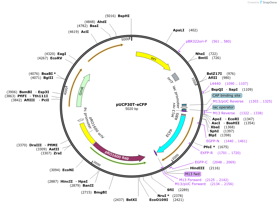 78476-plasmid-map-sequence-id-151520