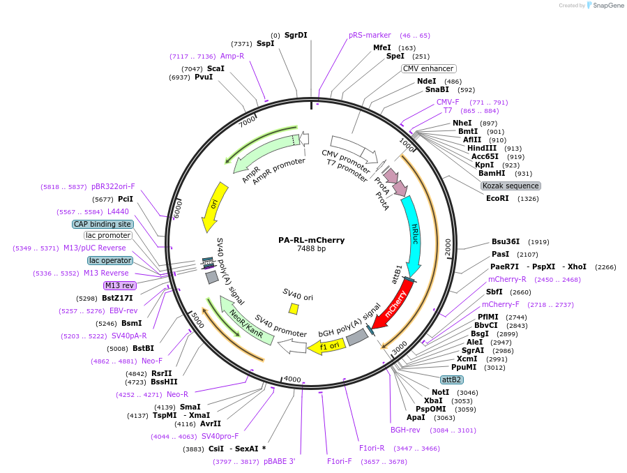 78861-plasmid-map-sequence-id-151564