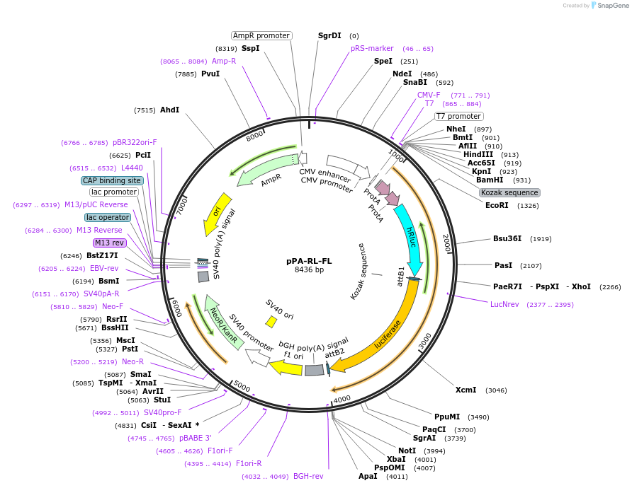 78863-plasmid-map-sequence-id-151575