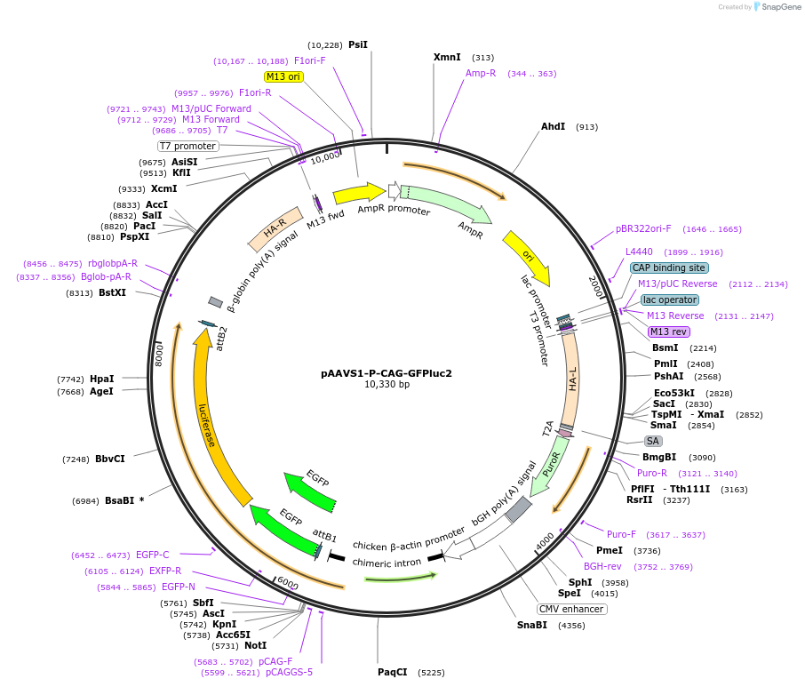 80493-plasmid-map-sequence-id-151598