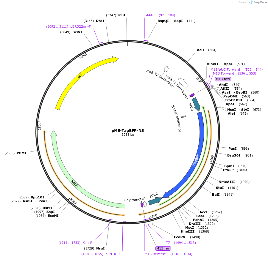 75342-plasmid-map-sequence-id-151604
