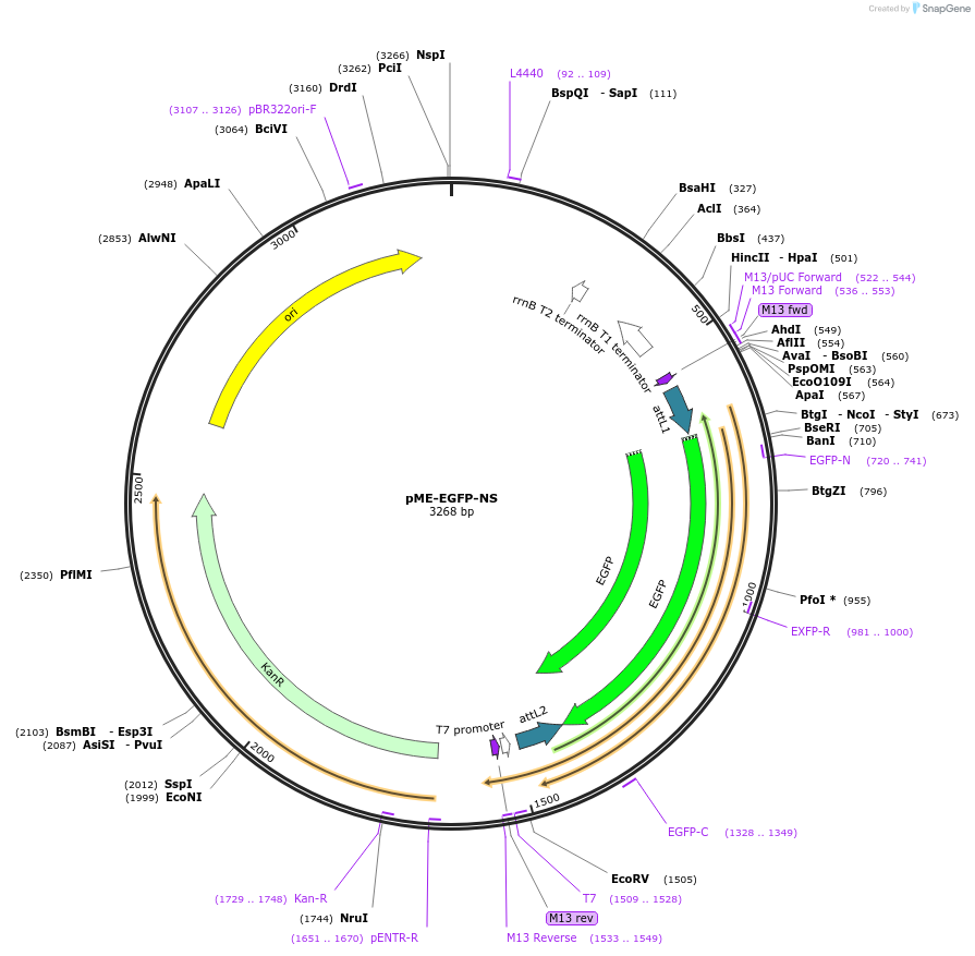 75341-plasmid-map-sequence-id-151605