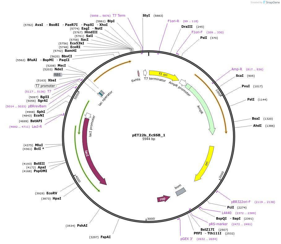 78203-plasmid-map-sequence-id-151729