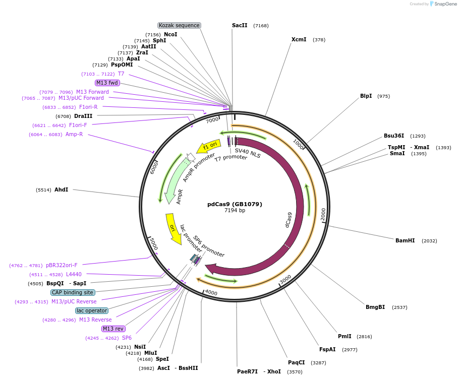 75399-plasmid-map-sequence-id-151817
