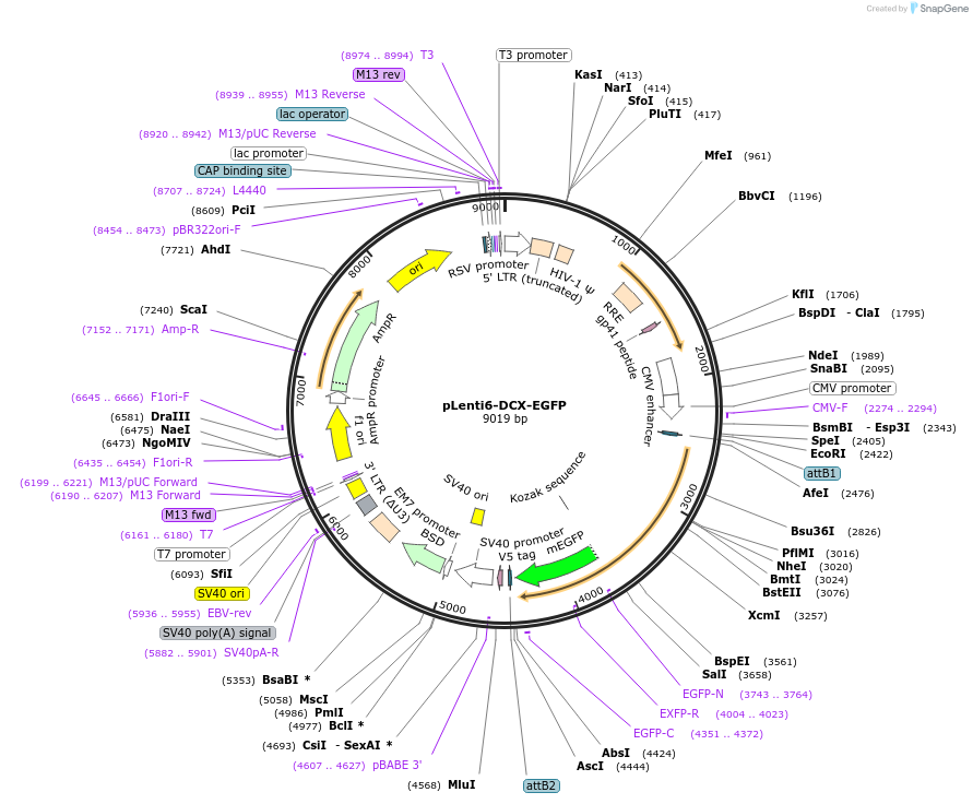 80599-plasmid-map-sequence-id-151827