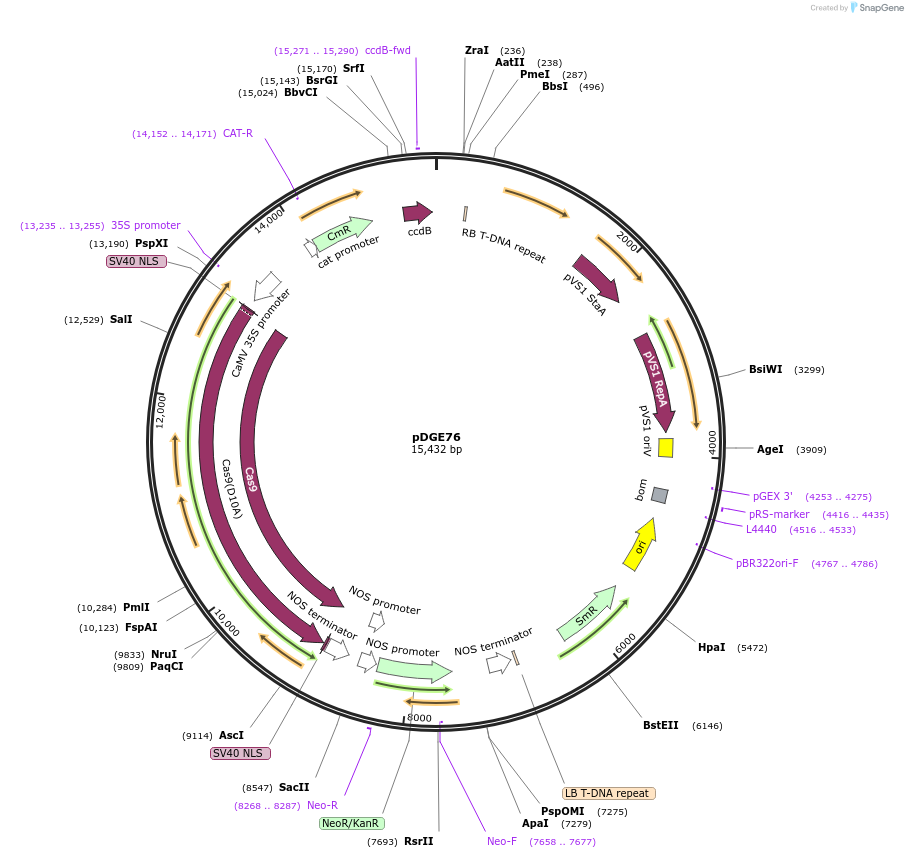 80578-plasmid-map-sequence-id-151852