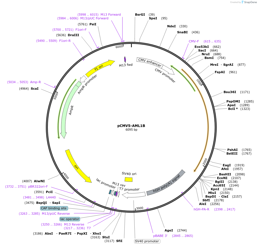 12426-plasmid-map-sequence-id-151854