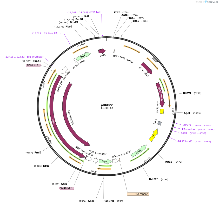 80579-plasmid-map-sequence-id-151855