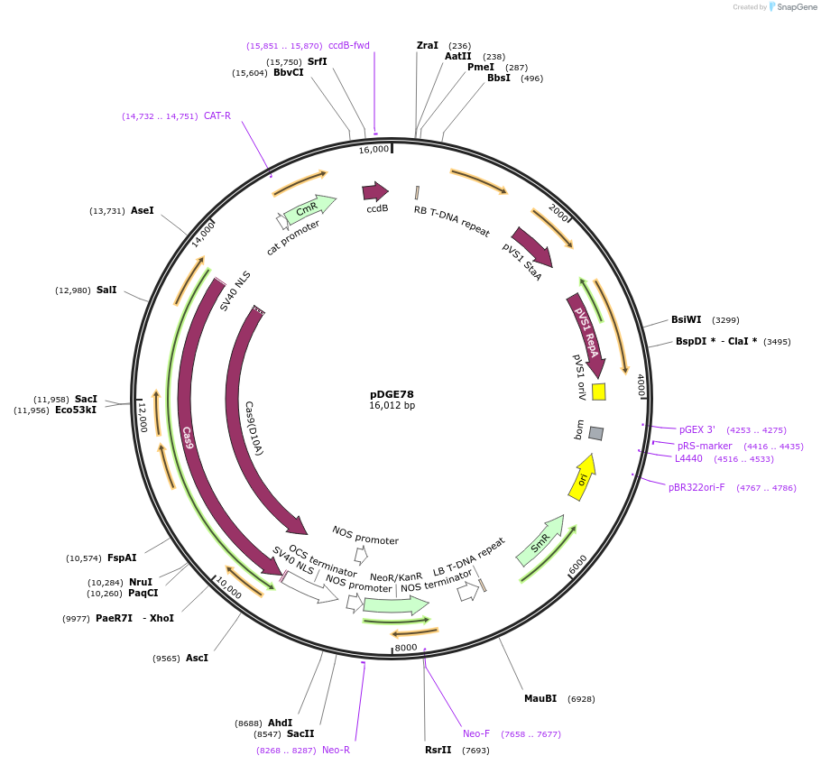 80580-plasmid-map-sequence-id-151856