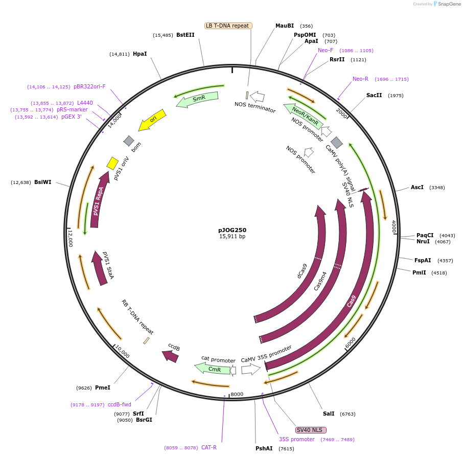 80582-plasmid-map-sequence-id-151859
