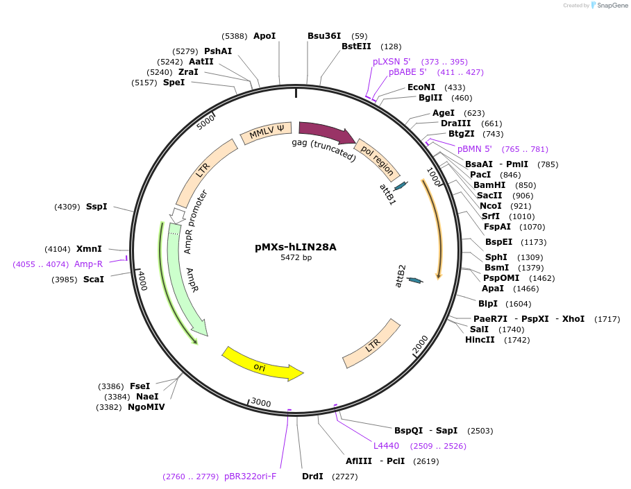 47902-plasmid-map-sequence-id-151860