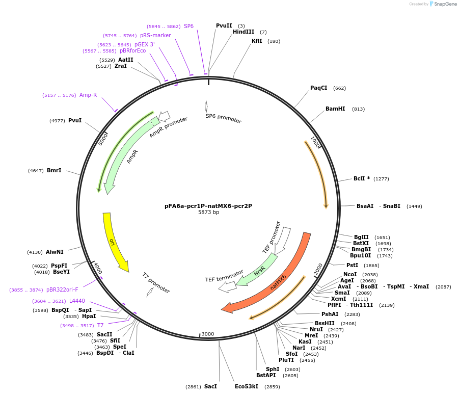 80620-plasmid-map-sequence-id-151861