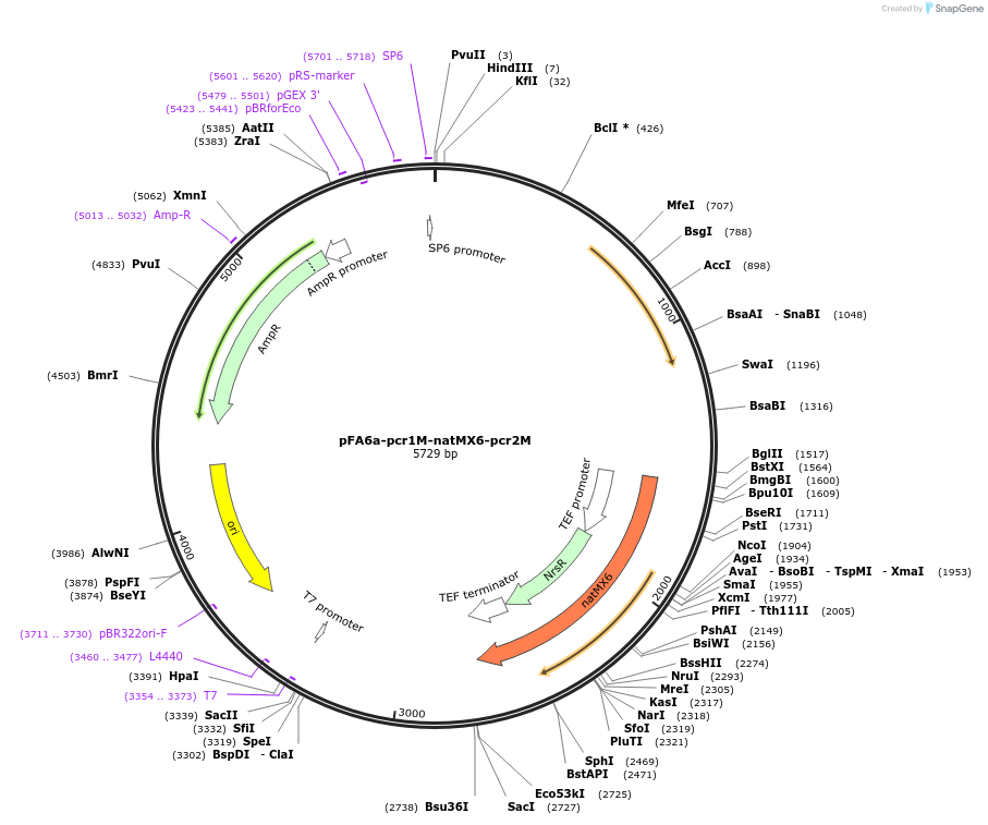 80621-plasmid-map-sequence-id-151863