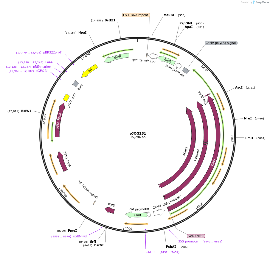 80583-plasmid-map-sequence-id-151869