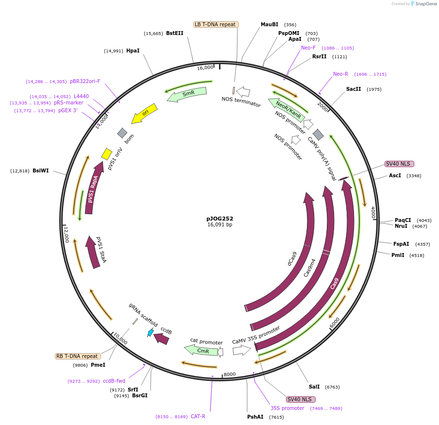 80584-plasmid-map-sequence-id-151870