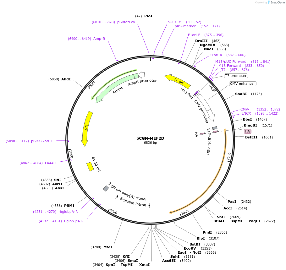 32963-plasmid-map-sequence-id-151871