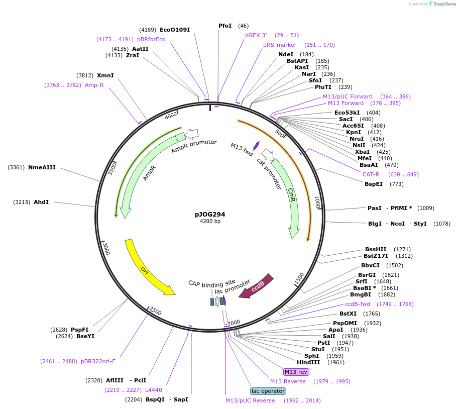 80587-plasmid-map-sequence-id-151875