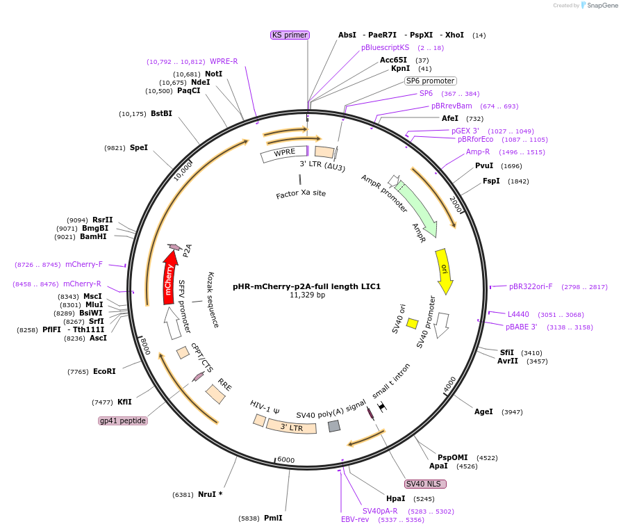 74601-plasmid-map-sequence-id-151879