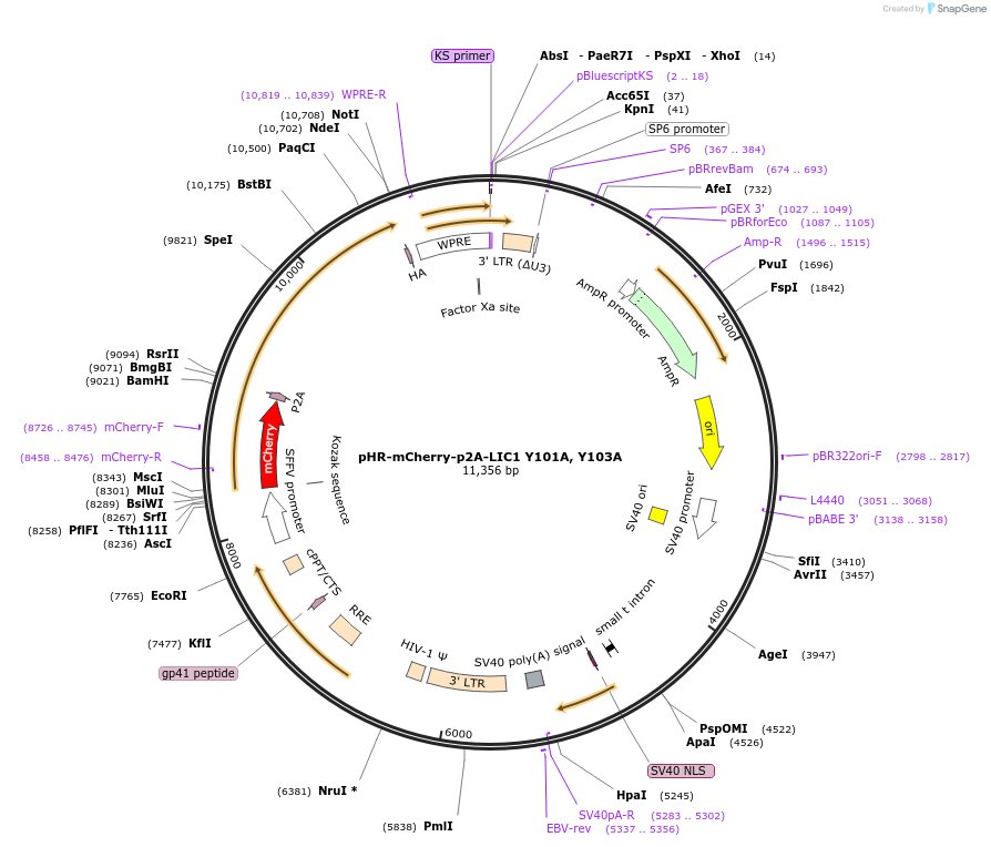 74605-plasmid-map-sequence-id-151886