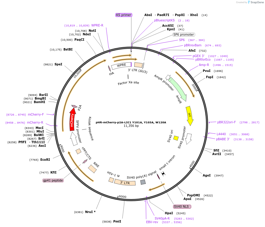 74606-plasmid-map-sequence-id-151888