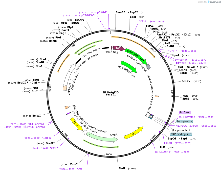 80625-plasmid-map-sequence-id-151911