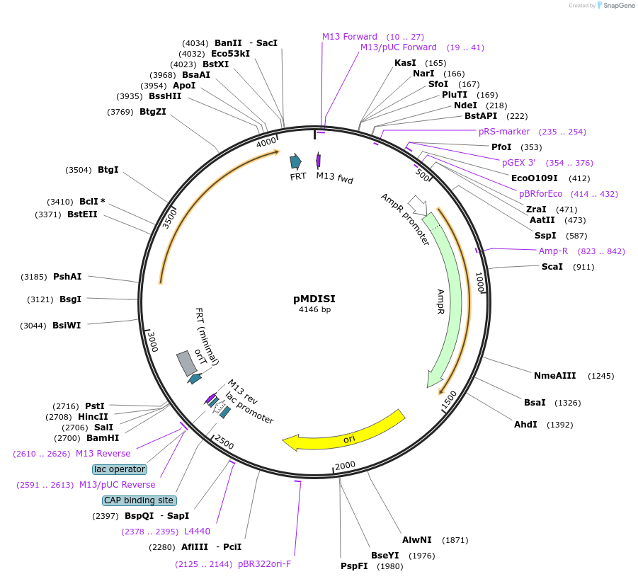 51653-plasmid-map-sequence-id-151918