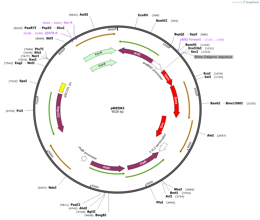 51626-plasmid-map-sequence-id-151930