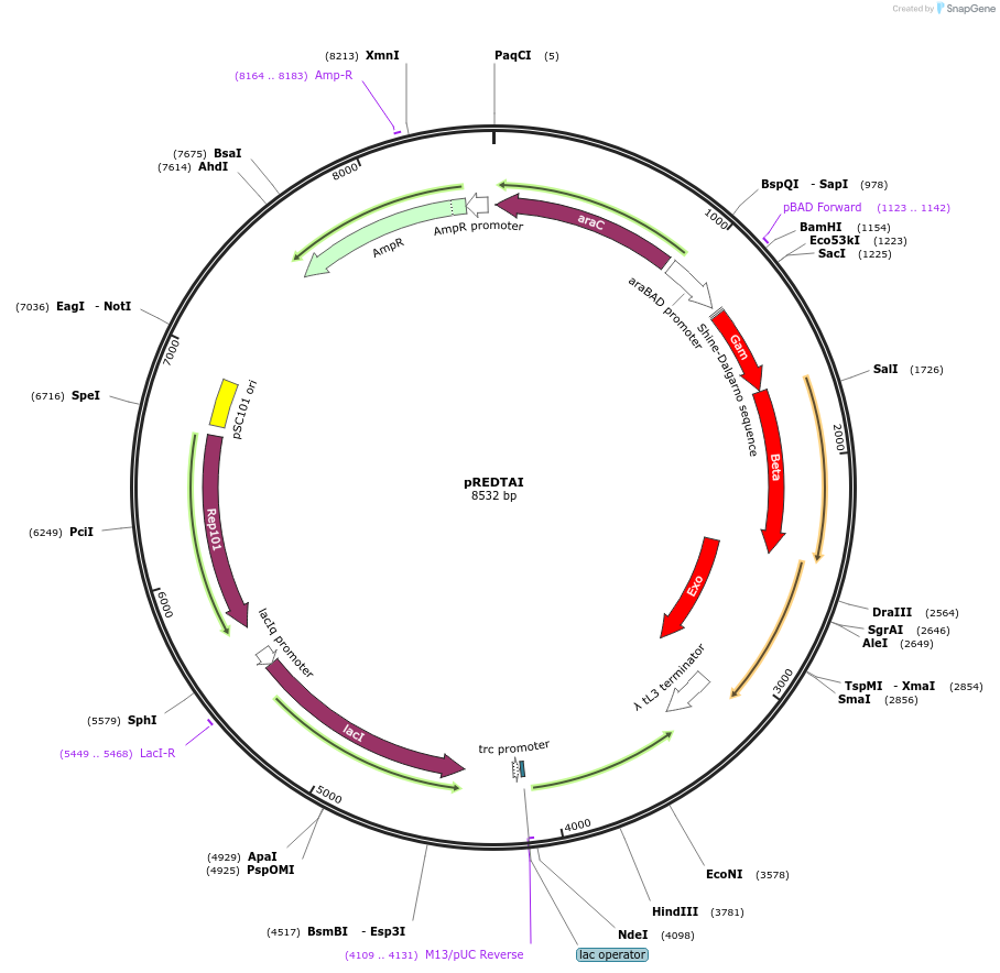 51627-plasmid-map-sequence-id-151933