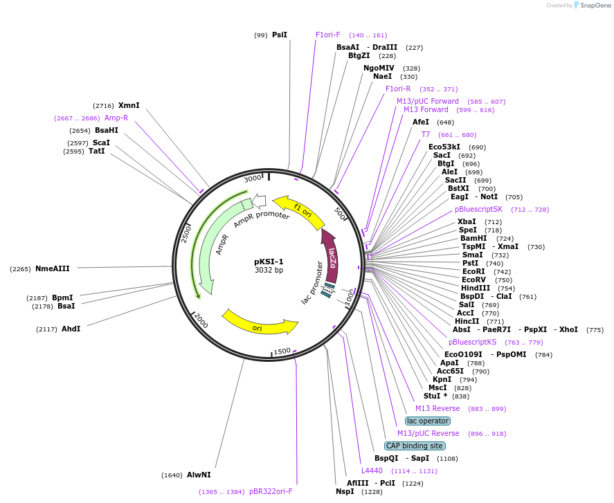 51725-plasmid-map-sequence-id-151934