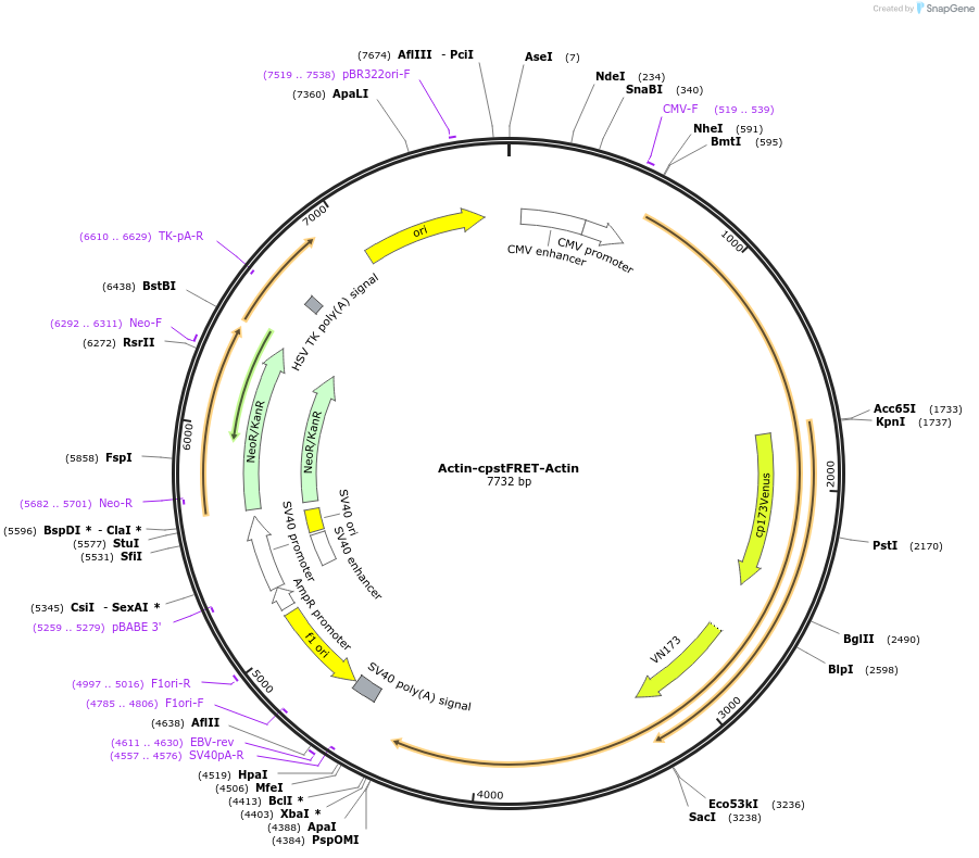 80643-plasmid-map-sequence-id-151935