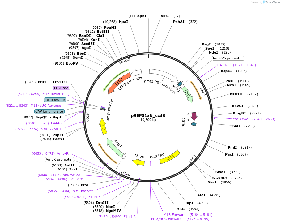 79025-plasmid-map-sequence-id-151959