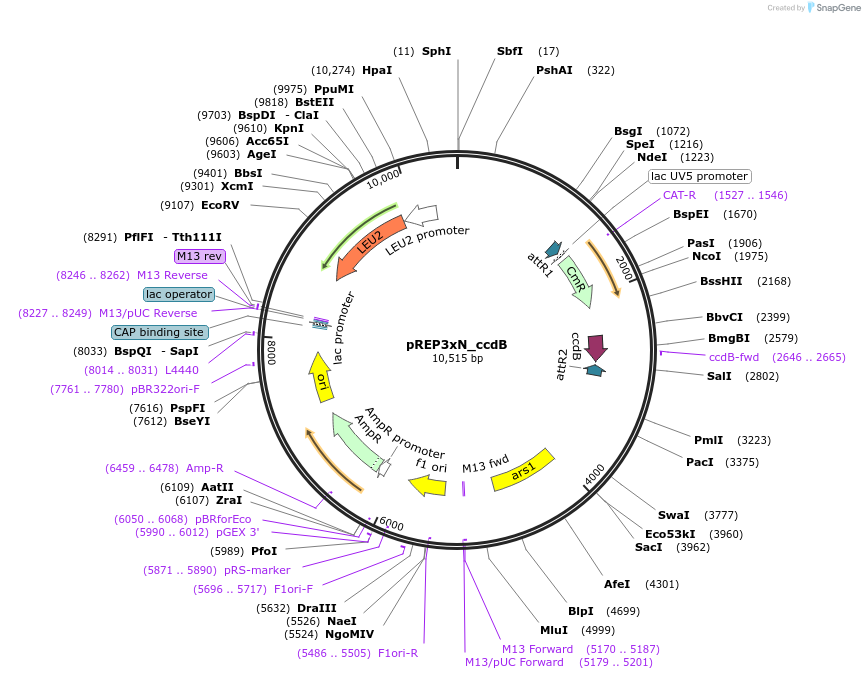 79021-plasmid-map-sequence-id-151965