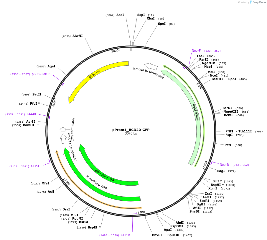 80651-plasmid-map-sequence-id-151988