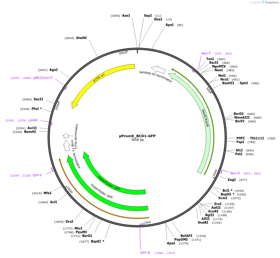 80655-plasmid-map-sequence-id-151992
