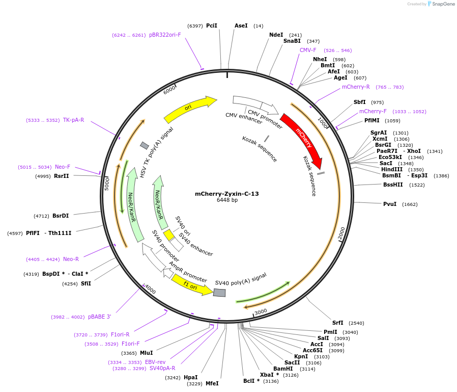 55167-plasmid-map-sequence-id-152036