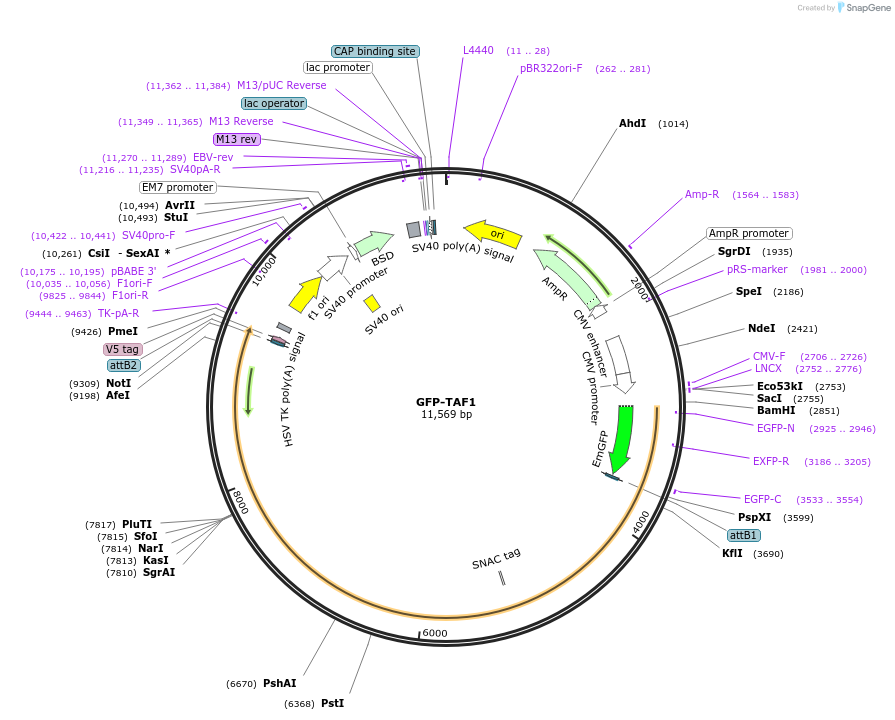 65395-plasmid-map-sequence-id-152041