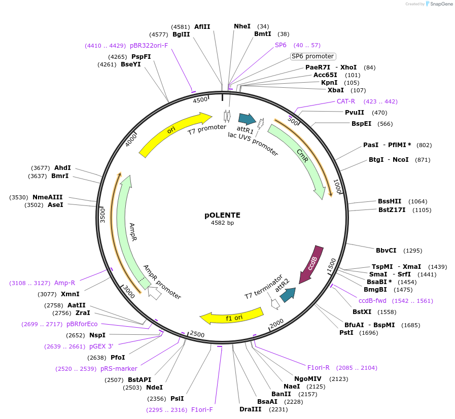 80683-plasmid-map-sequence-id-152045