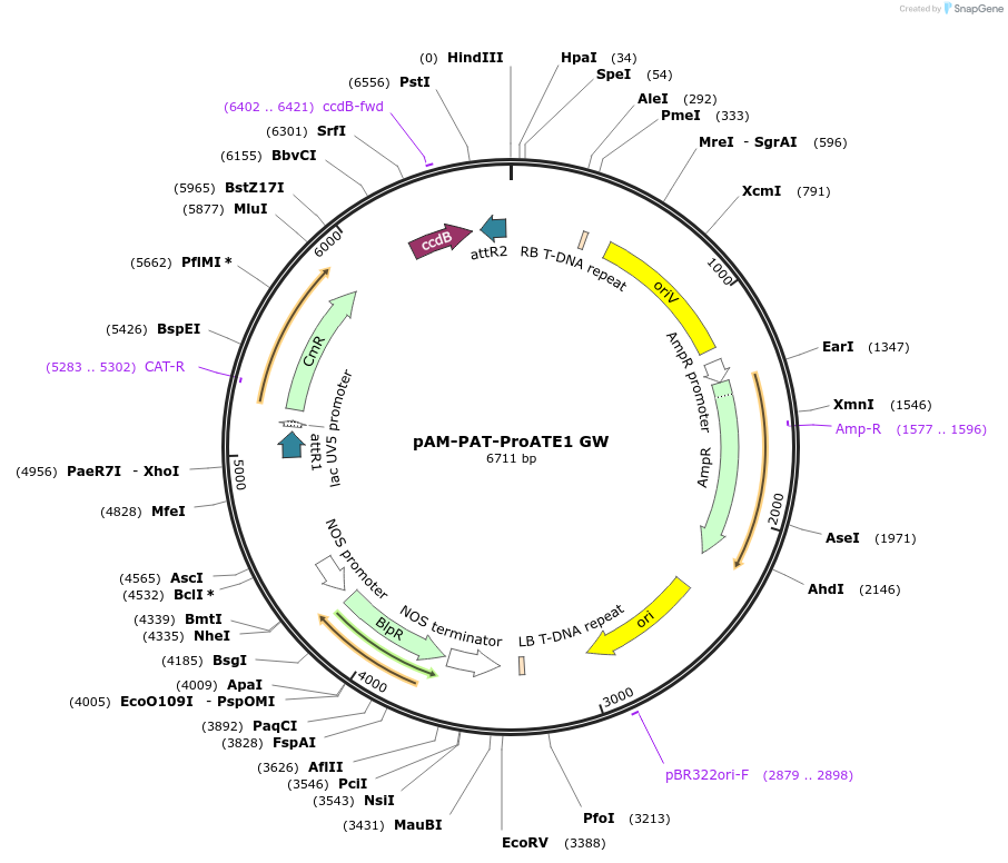 80681-plasmid-map-sequence-id-152048