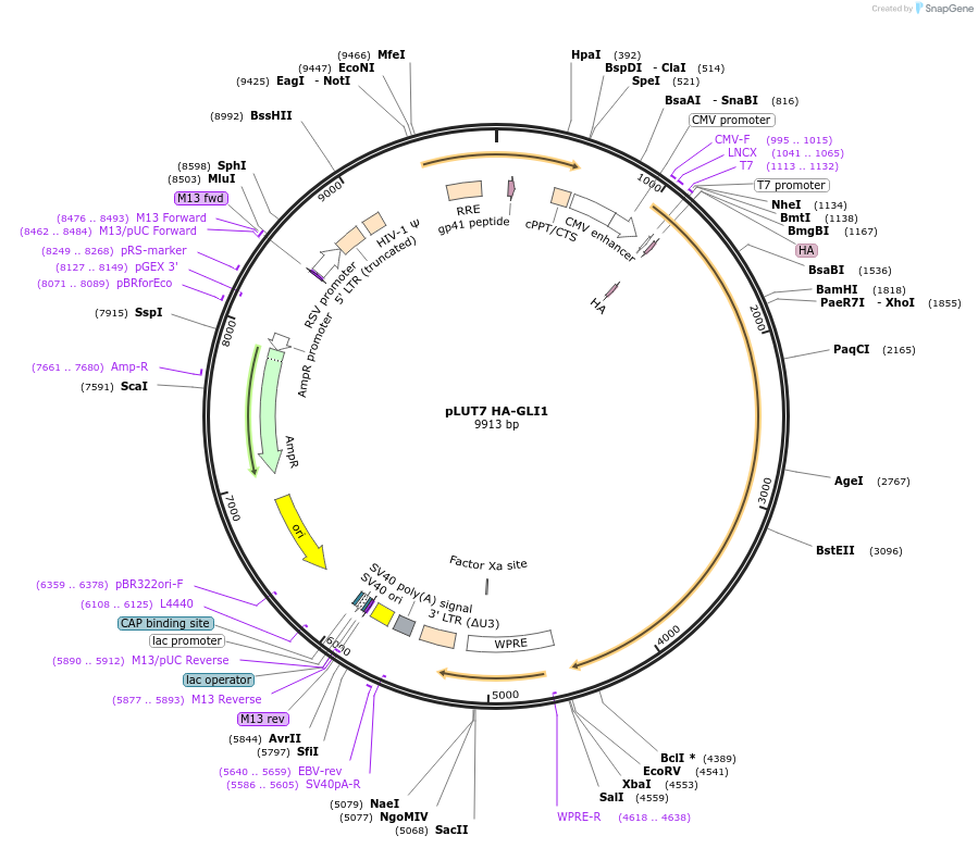 62970-plasmid-map-sequence-id-152066