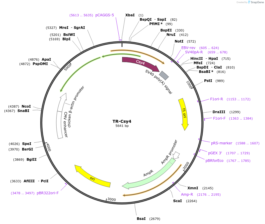 80601-plasmid-map-sequence-id-152078