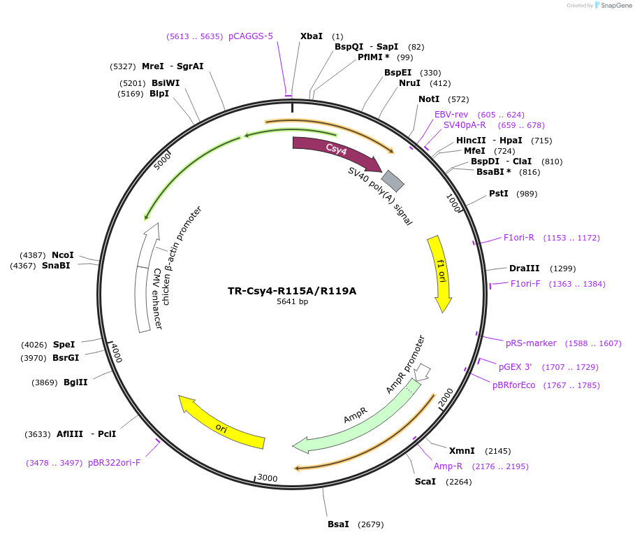 80696-plasmid-map-sequence-id-152085