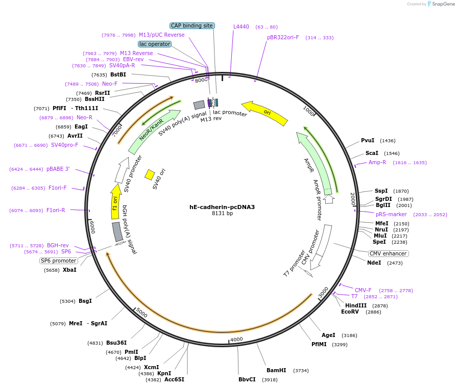 45769-plasmid-map-sequence-id-152086