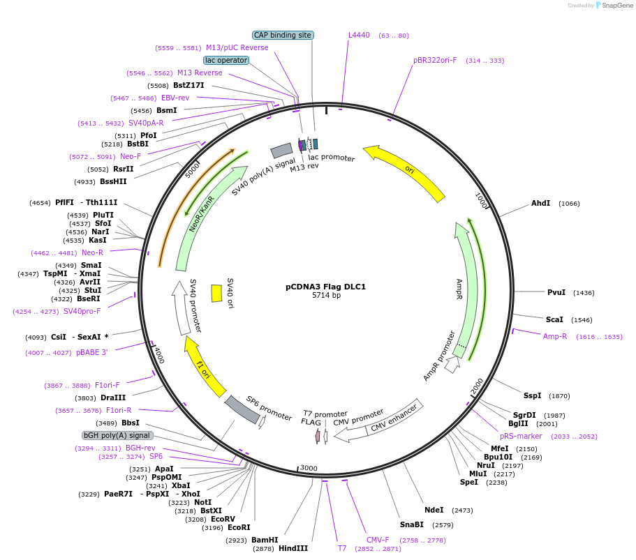 24265-plasmid-map-sequence-id-152105