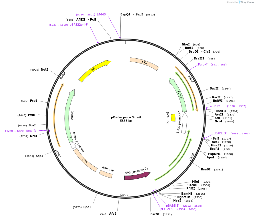 23347-plasmid-map-sequence-id-152113