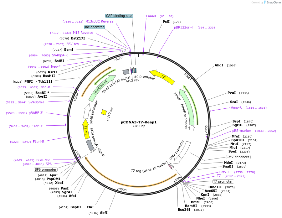 21552-plasmid-map-sequence-id-152114
