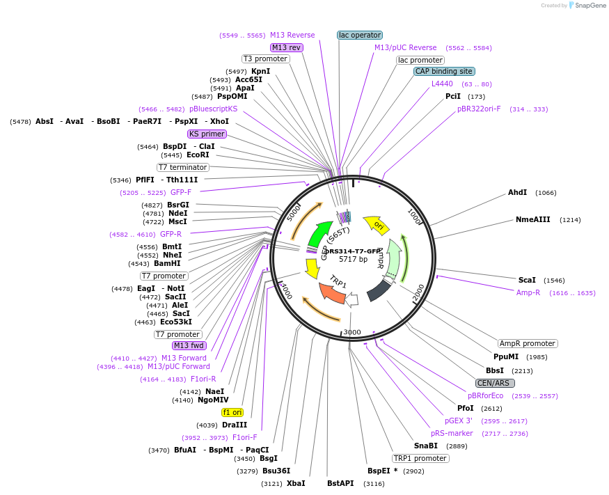 33130-plasmid-map-sequence-id-152117